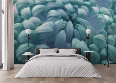 Macro. turquoise  big chrysanthemum flower.   Closeup.  Nature. Wall mural