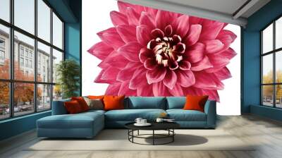 pink  flower dahlia on a white background isolated with clipping path. Closeup. big  flower for design. Dahlia. Wall mural