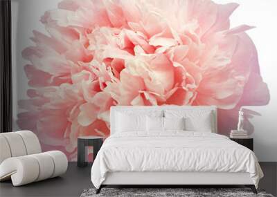 Pink peony flower  on  isolated background with clipping path. Closeup. For design. Transparent background.   Nature. Wall mural