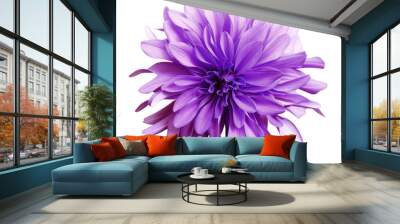 Purple  flower on a white   background isolated  with clipping path. Closeup. big shaggy  flower. Dahlia.. Wall mural