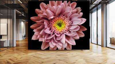 Red-pink-yellow chrysanthemum flower isolated on black background with clipping path.  Closeup no shadows. For design.  Nature. Wall mural