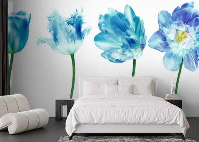 Set   blue flowers tulips on  isolated background. For design. Closeup.  Transparent background.  Nature.	 Wall mural