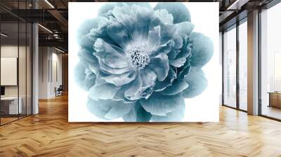 vintage blue peony flower isolated on  a white  background with clipping path  no shadows. Closeup.  Nature. Wall mural