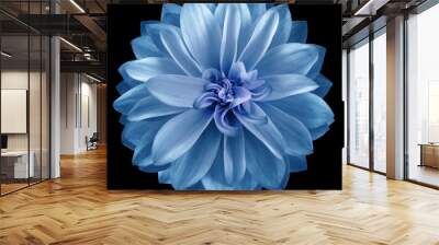 watercolor dahlia flower blue Flower isolated on black background. No shadows with clipping path. Close-up. Nature. Wall mural