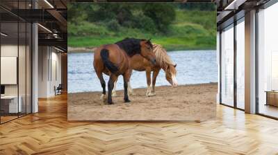 Free horses by the river Wall mural