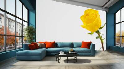 beautiful yellow rose isolated on white background. single yellow rose. isolated on white background. Wall mural