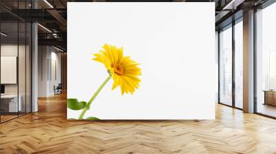 Calendula. Flowers with leaves isolated on white. marigold flowers with green leaf isolated on white background. Yellow daisy gerbera flowers blooming Wall mural