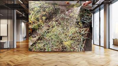 Organic beds with aromatic and spicy herbs in vegetable garden. Hands holding hose and watering plants. Wall mural