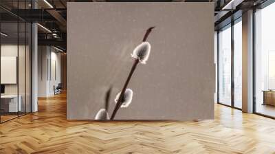 Pussy willow branch on a background of water, close-up Wall mural