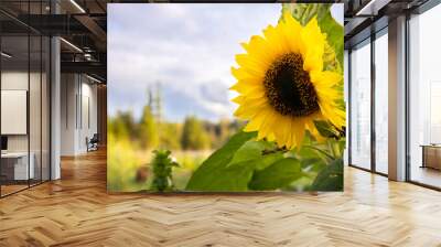 Sunflower in the field on a background of blue sky with clouds. sunflower and butterfly on a background of green foliage. Beautiful yellow sunflower on the background of the summer landscape. sunny da Wall mural