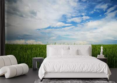 A field with the green ears of wheat on a background of a blue cloud sky. Russia, Siberia. Wall mural