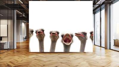 funny ostriches Wall mural