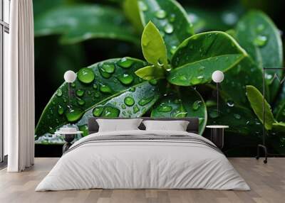  a close up of a green plant with water droplets on it's leaves and leaves are shown in the foreground, with a dark background of green foliage. Wall mural