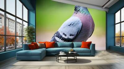 ice pigeon a breed of rock pigeon columba livia,horizontal, no people, photography, uk, beak, color image,generate ai Wall mural