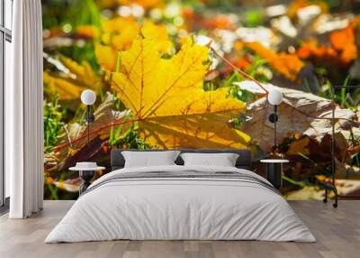 Autumn nature background. Wall mural