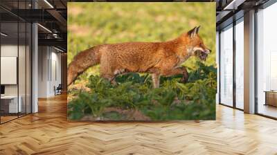 Fuchsmutter bringt Beute nach Hause Wall mural