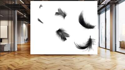 Beautiful black swan feathers floating in air isolated on white background Wall mural