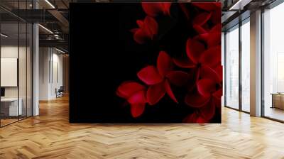 Red fowers plumeria on black background copy space Wall mural