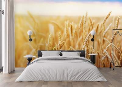 Wheat field. Ears of golden wheat close up. Beautiful Nature Sunset Landscape. Rural Scenery under Shining Sunlight. Background of ripening ears of wheat field. Rich harvest Concept. Wall mural