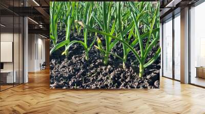 Green sprouts of young garlic in early spring in the garden. Rows of garlic beds in a rural vegetable garden. Close-up. Wall mural