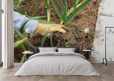 Garlic grows in the garden under mulch from dry grass. The gardener in gloves is laying the raw material for plants in organic farming. Wall mural