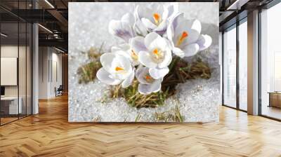 Spring flowers - white crocuses bloom in the park in April, a beautiful template for a web screensaver. Snow shiny cover melts near primroses, Easter card design. Wall mural