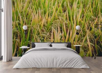 Closeup of green and yellow grass in a field outdoors Wall mural