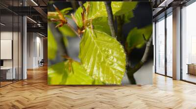 Beech Dawyck Gold branch with new leaves Wall mural