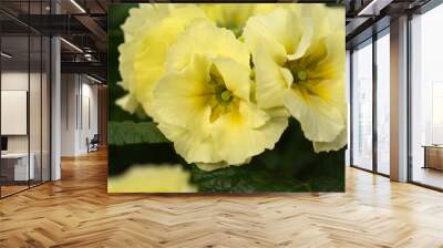 Oxlip primrose Inara Yellow Colours Wall mural