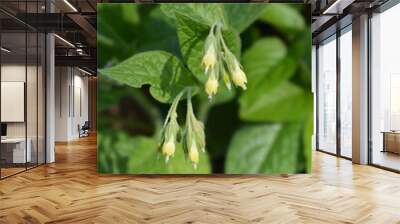 Tuberous comfrey Wall mural