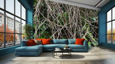 Tropical forest with its creepers and trees. Wall mural