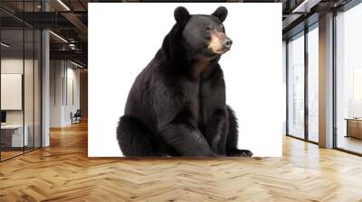 front view, black bear in sitting position, looking to right side,  isolated on transparent background. Wall mural