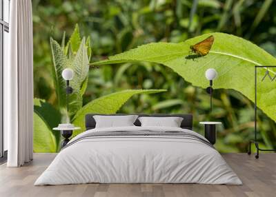 butterfly on a leaf of a plant on a sunny day, close-up. Wall mural