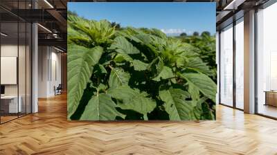 amaranth field whit blue sky Wall mural