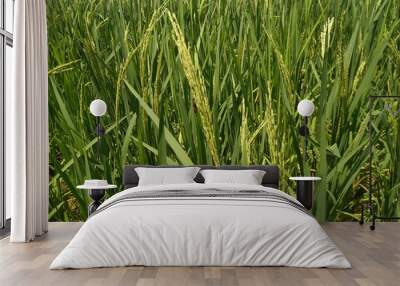 green paddy field in winter natural beautiful Wall mural