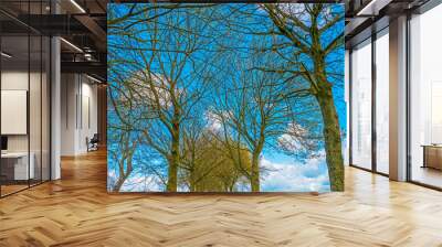 Canopy of deciduous trees below grey white cumulus clouds in a blue sky in bright sunlight in spring, Almere, Flevoland, The Netherlands, April 13, 2021 Wall mural