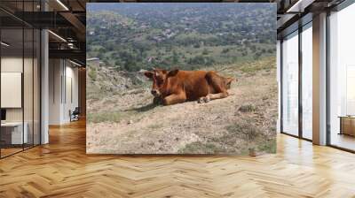 Red beautiful Cow in a hill Wall mural