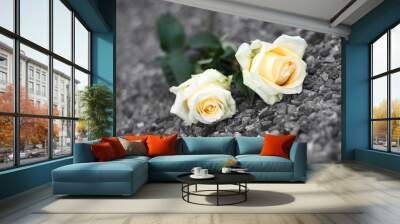 white roses Wall mural