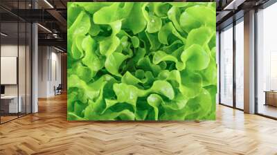 green lettuce plants in growth at field Wall mural