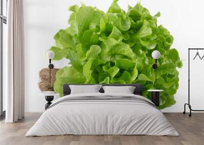 Lettuce nontoxic organic isolated on white background Wall mural