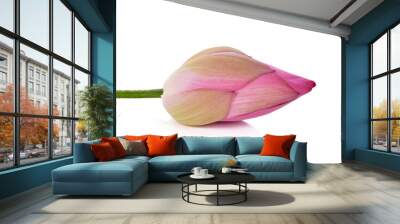 lotus flower buds isolated on white background Wall mural