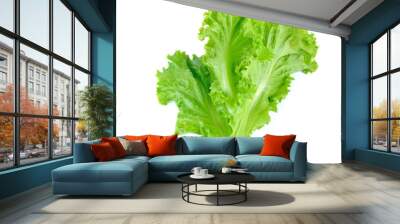 Salad leaf. Lettuce isolated on white background Wall mural