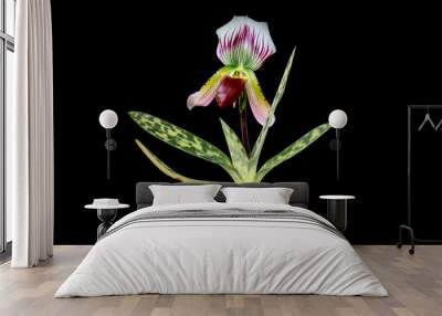 Paphiopedilum, (Lady'slipper), beautiful natural  orchid isolated on black background. Wall mural