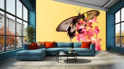 Large tropical butterfly Swallow tail Papilio Lowi drinks nectar sitting on a flower. Homogeneous background at the back Wall mural