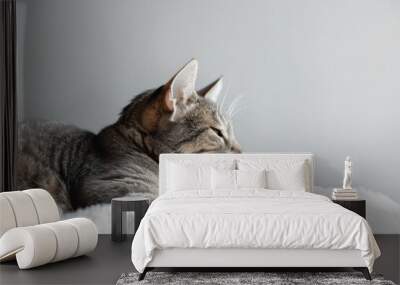 a cat laying on a blanket looking up Wall mural