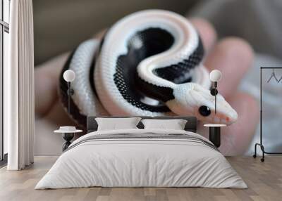 a small white and black snake in a persons hand Wall mural