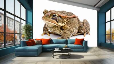 a toad sitting on top of a white surface Wall mural