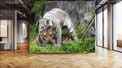 Tigers in zoo Wall mural