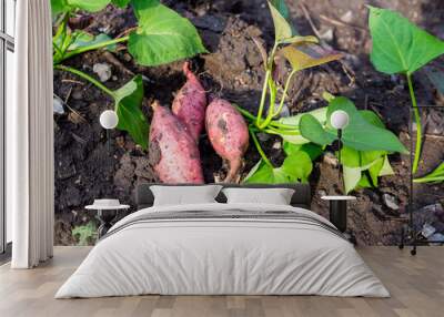 Closeup of sweet potato fruits with soil with green plant. Concept of agriculture, farming, organic product. Wall mural