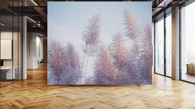 Illuminated bunch of tall grass flower in last golden evening light before sunset. A blurred and toned image for a soft and warm welcome of spring and summer time. Wall mural